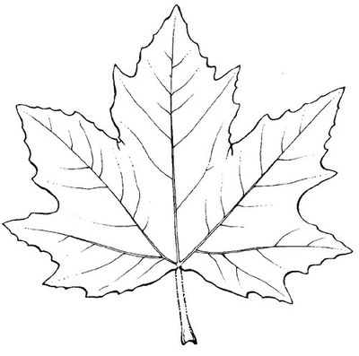 Mois 4 - Feuille de Sycomore