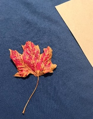 28. Empreinte de feuille   Chapitre 6