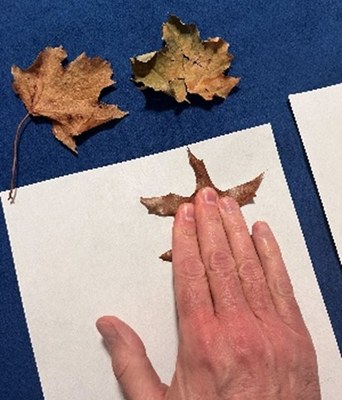 29. Empreinte de feuille   Chapitre 6