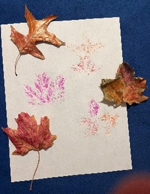30. Empreinte de feuille   Chapitre 6