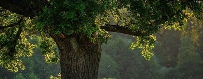 Charte et Constitution